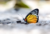 IIP Online Student Photography